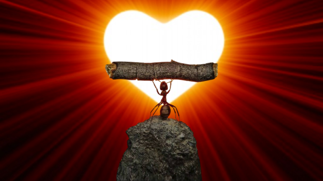 Ant heart power