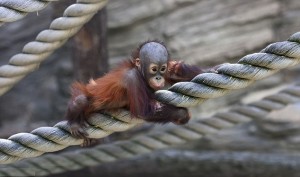 Hold tight to the rope - monkey