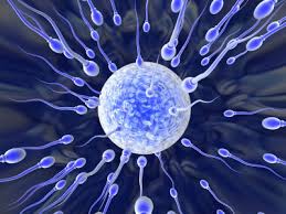 Sperms around Egg - Tawwaf