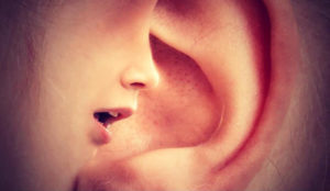 backbiting in large ear
