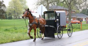 horse-buggy