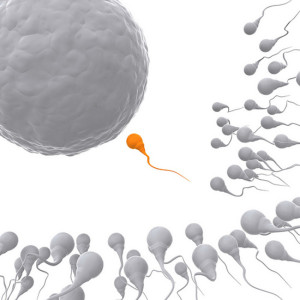 sperm_and_egg - 1 winner-Successful- circle
